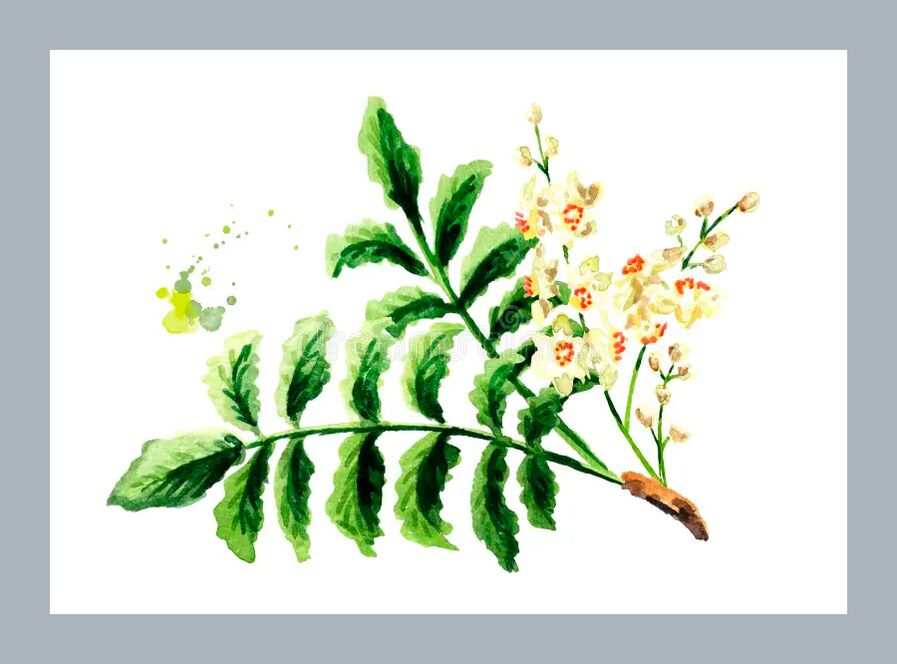 Boswellia yaprakları